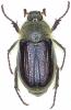 Amphimallon atrum